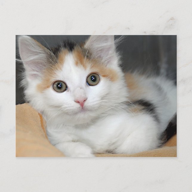 American Mediumhair Calico Kitten Postcards (Front)