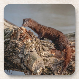 American Mink Coaster