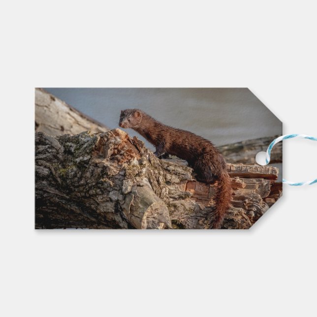 American Mink Gift Tags (Front (Horizontal))