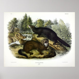 American Mink, Neovison vison by Audubon Poster