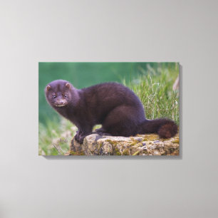 American Mink Wrapped Canvas