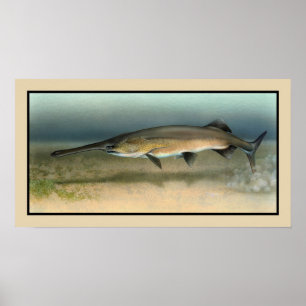 American (Mississippi) Paddlefish Poster