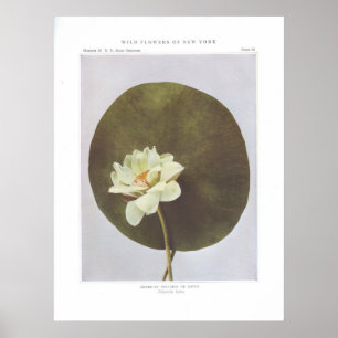 American Nelumbo or Lotus - Nelumbo lutea Poster