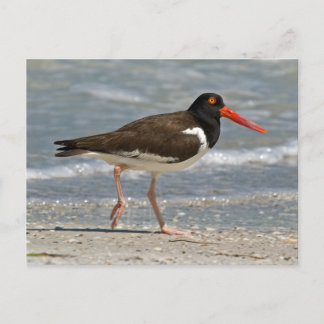 American Oystercatcher Photo Postcard