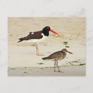 American Oystercatchers Photo Postcard