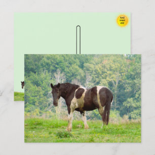 American Painted Horse in a Field Postcard