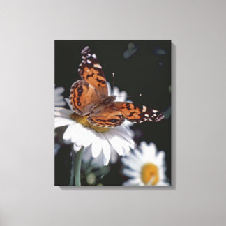 American Painted Lady Butterfly On Daisy Canvas Print