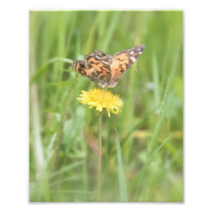American Painted Lady Butterfly Photo Print