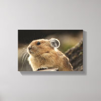 American Pika