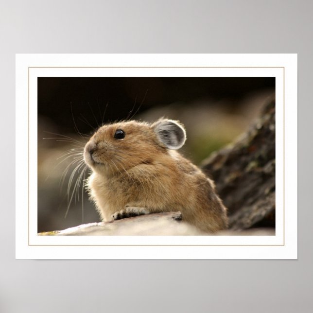 American Pika Poster (Front)