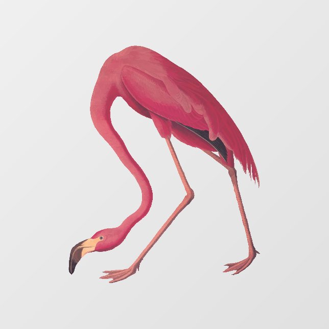 American Pink Flamingo Vintage Art (Sheet)