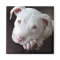 American Pit Bull Puppy Magnet