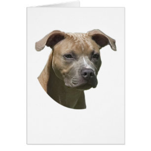 American Pit Bull Terrier (APBT) Card