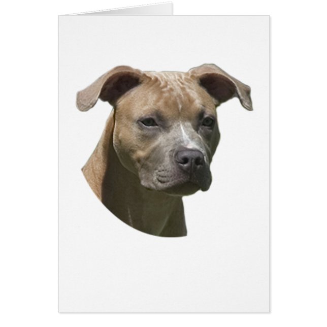 American Pit Bull Terrier (APBT) Card (Front)