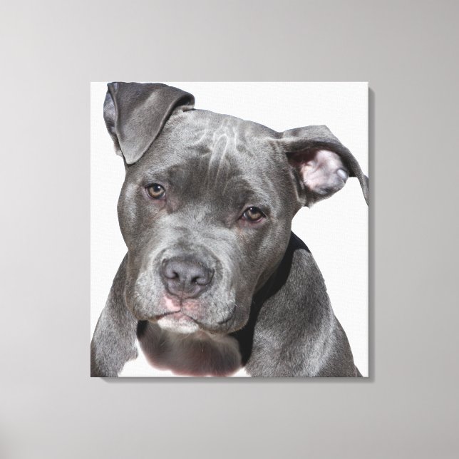 American Pit Bull Terrier Canvas Print (Front)