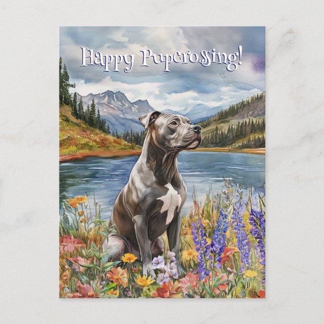 American Pit Bull Terrier Postcrossing - Postcard (Front)