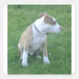 American_Pit_Bull_Terrier_puppy sitting Square Sticker