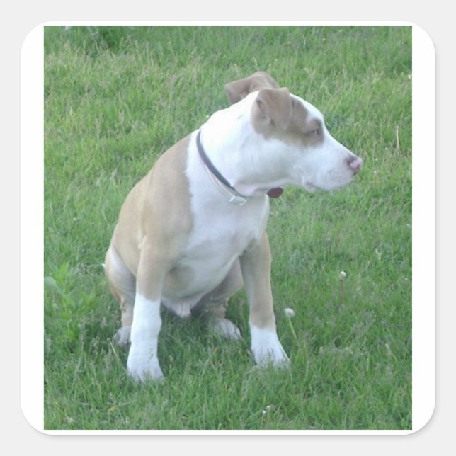 American_Pit_Bull_Terrier_puppy sitting Square Sticker (Front)