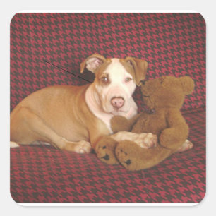 american pit bull terrier puppy w teddy square sticker
