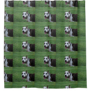 american pit bull terrier smiling shower curtain