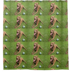 american pit bull terrier with toy shower curtain