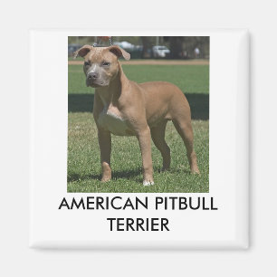 American Pitbull Terrier Magnet