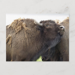 American Plains Buffalo Bison Postcards