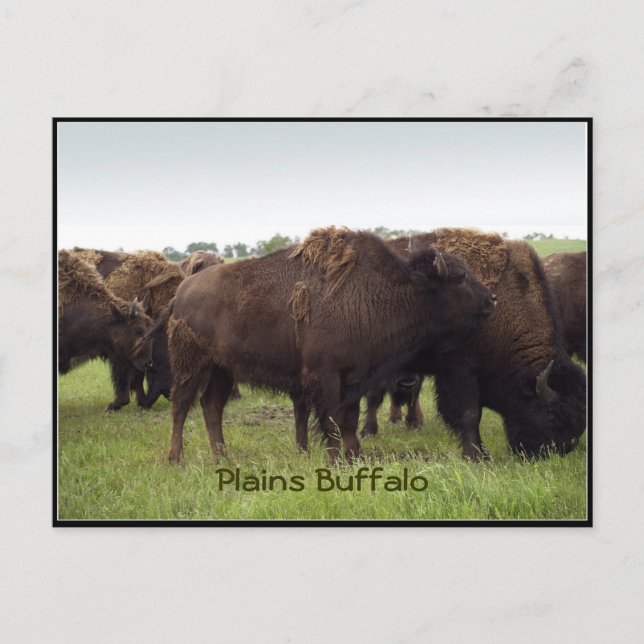 American Plains Buffalo Bison Postcards (Front)