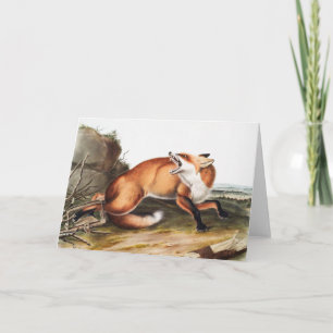 American Red Fox (Vulpes Fulvus) Illustration Card