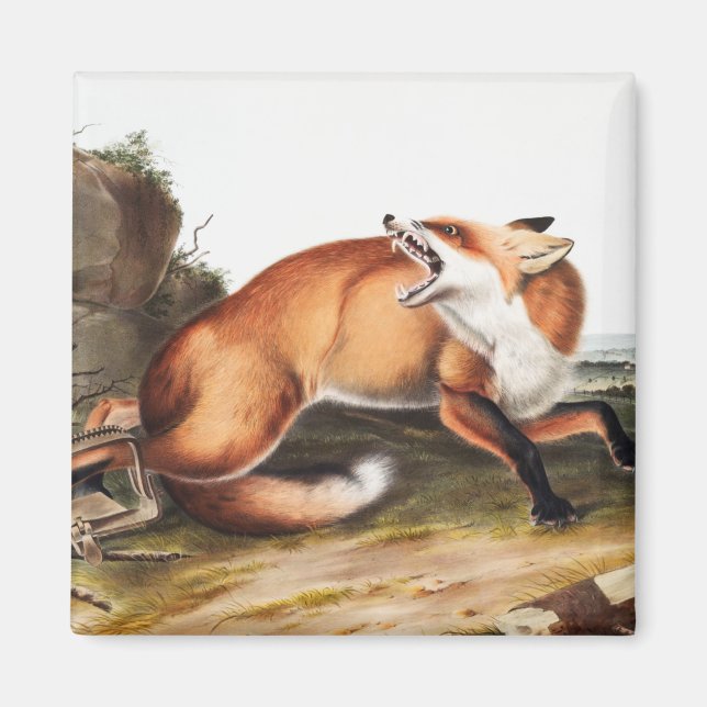 American Red Fox (Vulpes Fulvus) Illustration Magnet (Front)