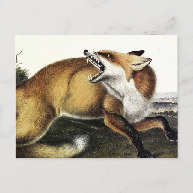 American Red Fox, Vulpes vulpes fulvus by Audubon Postcard (Front)