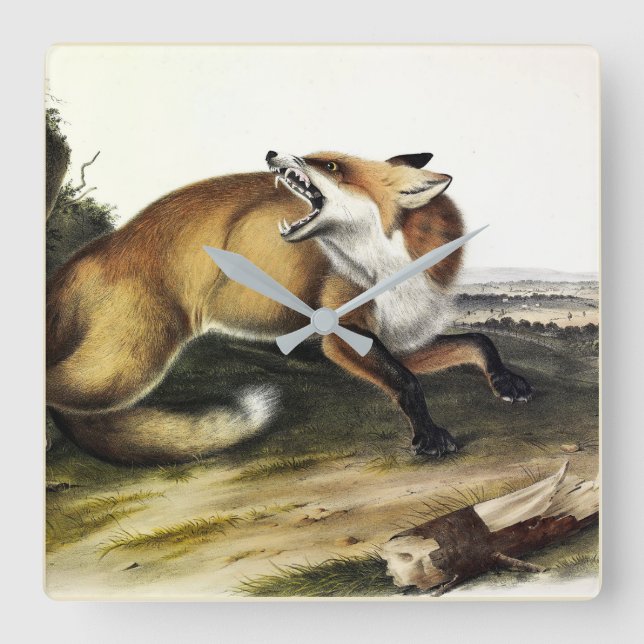 American Red Fox, Vulpes vulpes fulvus by Audubon Square Wall Clock (Front)