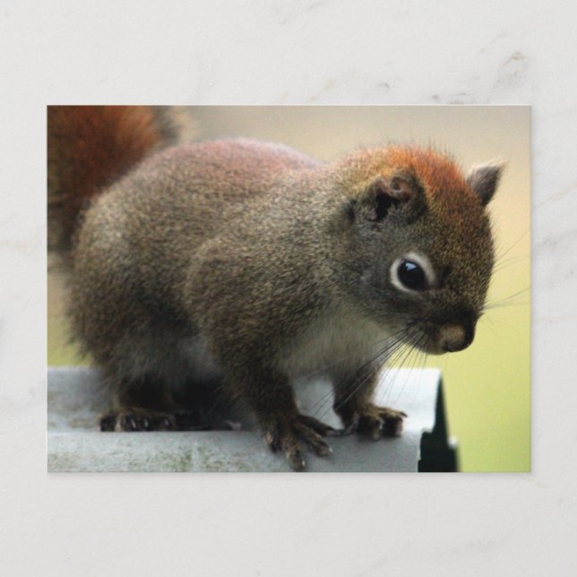 American Red Squirrel Postcard (Front)