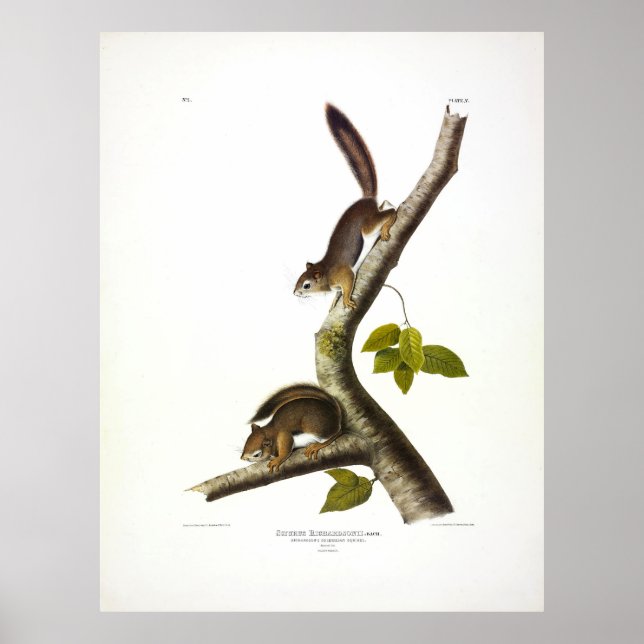 American Red Squirrel (Richardson's Columbian) Poster (Front)
