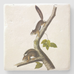 American Red Squirrel (Richardson's Columbian) Stone Coaster