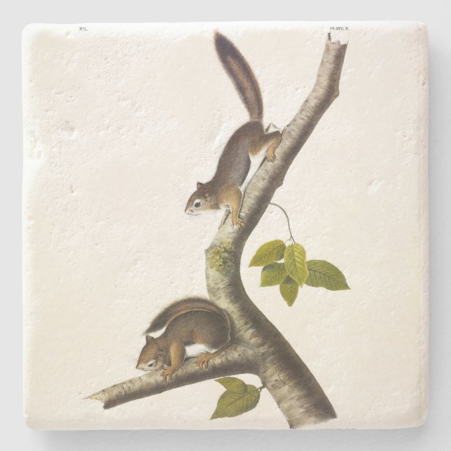 American Red Squirrel (Richardson's Columbian) Stone Coaster (Front)