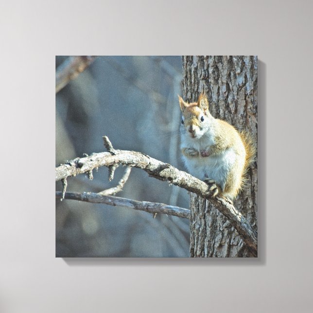 American Red Squirrel - Wildlife Photography Canvas Print (Front)
