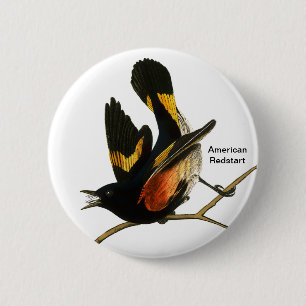 American Redstart by Audubon, Birder Birdwatcher 6 Cm Round Badge