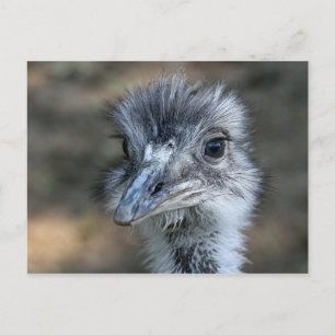 American Rhea Portrait Postcard