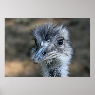 American Rhea Portrait Poster