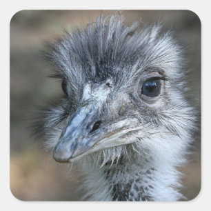 American Rhea Portrait Square Sticker