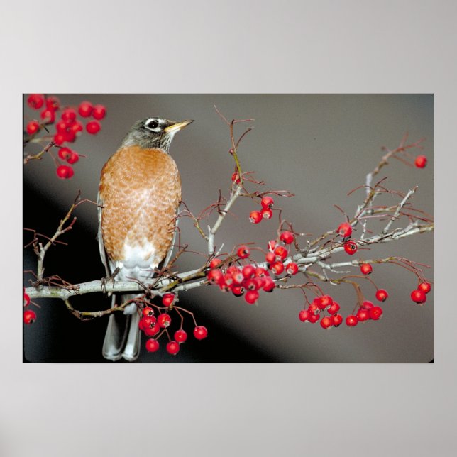 American Robin and Red Berries Poster (Front)