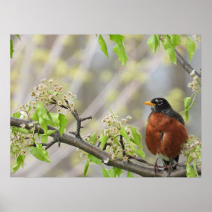 American Robin and Spring Blossoms Poster