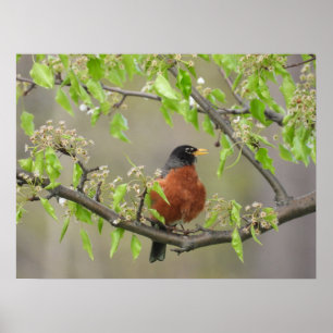 American Robin and Spring Blossoms Poster