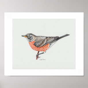American Robin Art Print