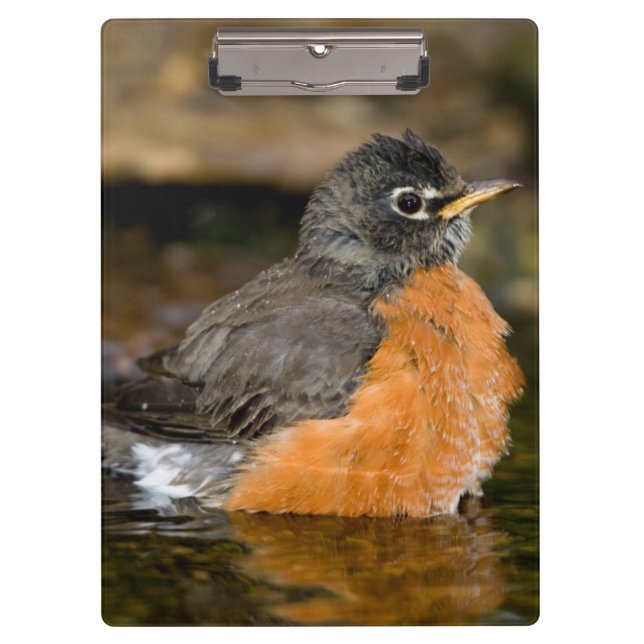 American Robin bathing 2 Clipboard (Front)