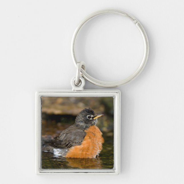 American Robin bathing 2 Key Ring (Front)