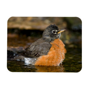 American Robin bathing 2 Magnet