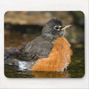 American Robin bathing 2 Mouse Pad