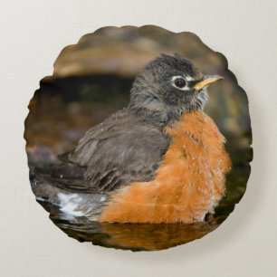 American Robin bathing 2 Round Cushion